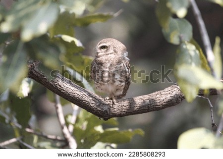 The spotted owlet (Athene brama) is a small owl which breeds in tropical Asia from mainland India to Southeast Asia.