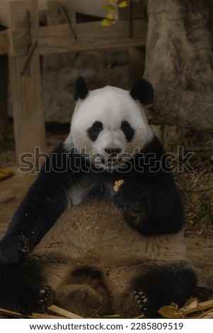 Giant panda (Ailuropoda melanoleuca) eating bamboo sitting on the back