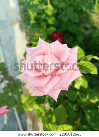 A picture of a rose flower. 