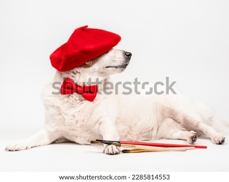 A dog in a red beret with tassels lies on a white background. Concept of creativity, art. Artist .