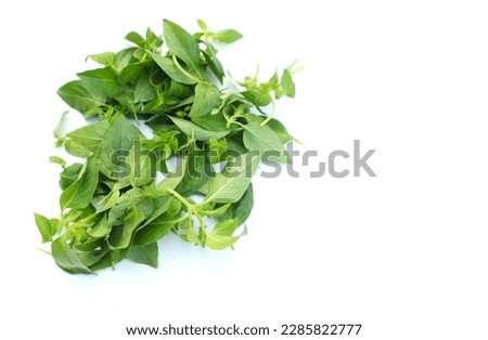 Heap of Green fresh raw Hairy basil leaf or (Scientific name Ocimum americanum) isolated on white background. Vegetables for cooking vegetable garden or herb.