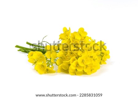 Blossoms, rapeseed flowers isolated on white background,  Royalty-Free Stock Photo #2285831059