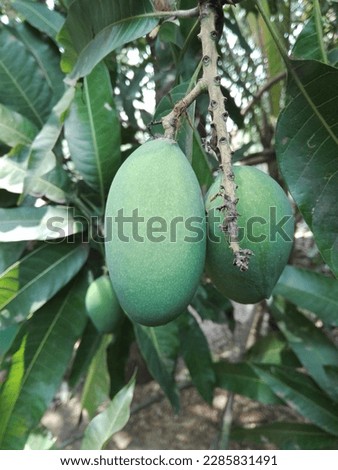 It is very nice to see the bunch of mangoes hanging on the tree. The sight of raw green mangoes fills the heart. This picture is a view of the bunch of mangoes.