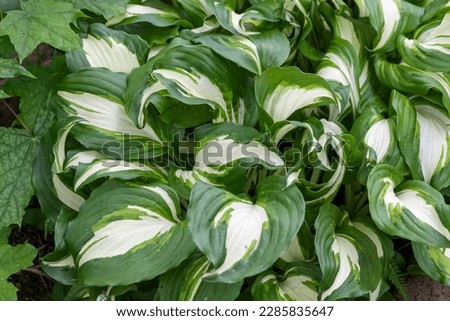 the variegated leaves of the moon lily Royalty-Free Stock Photo #2285835647