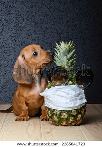An adorable dachshund puppy sits and looks at a pineapple wearing a gauze bandage to protect against the virus and dark glasses. Black studio background.