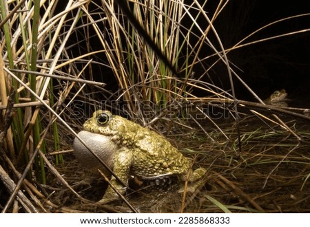 Male netter jack toad singing in a pond observed by another toad.
