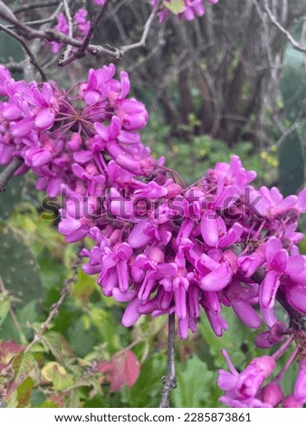 Purple flower. Picture taken in Sicilian  flora and fauna. 