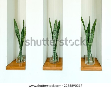 Sansevieria or Snake plant in vase for home decoration