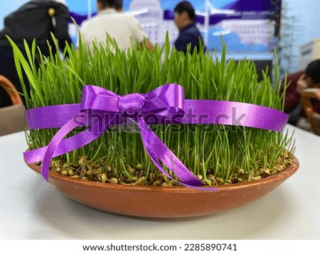 Sabza- is a germinated wheat used to decorate Navruz holiday table. It is the symbol of awakening and beginning of all things. 