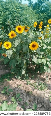 Beautiful and best picture of sunflower flowers