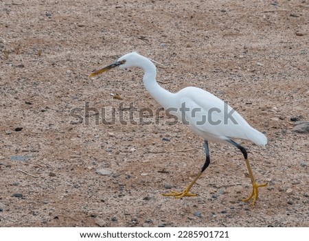 A white heron bird hunts on a sandy shore, Red Sea, Marsa Alam, Egypt