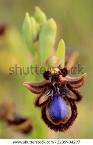The Mirror Orchid  (Ophrys speculum) on a xerothermic grassland in the Peloponnese (Greece)