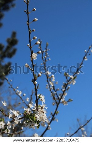 Close up picture of hawthorn branch with white flowers against blue sky. Tree that bursts into bloom in spring 