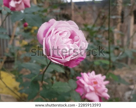 Beautiful picture of pink rose. Picture of one rose flower.