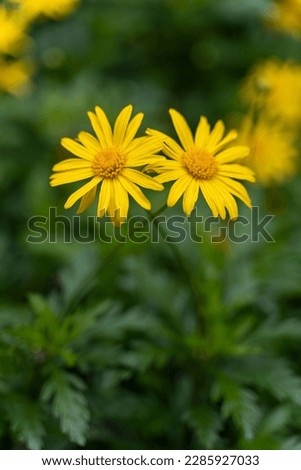 two wild flower cross each other with blurred background, valentine concept.