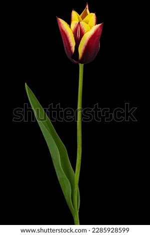 Beautiful multicolored flower of tulip, isolated on black background