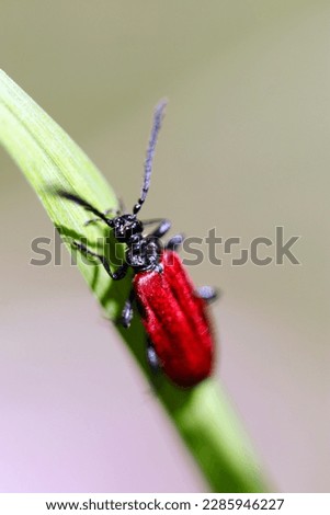 Very small metallic red Cardinal beetle or Fire-colored beetle moving on a leaf (Close up macro photograph, shot on a sunny outdoor)