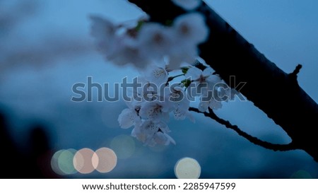 Close-up photo of Japanese cherry blossoms, ball bokeh in the background