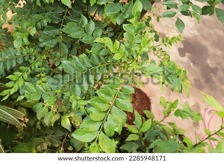 Mysuru, Karnataka, India-April 2 2023;A Close up picture of Curry leaves used as a food masala ingredient and treatment of diabetes in Ayurveda medicine in India.
