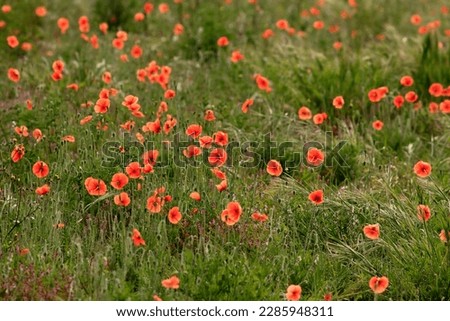Poppy field in the north of Portugal in spring