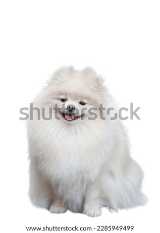 Pomeranian spitz isolate on white background Royalty-Free Stock Photo #2285949499