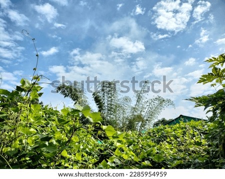 Green trees with blue sky. Awesome picture.