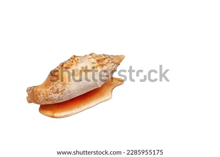 Seashell Euprotomus aurisdianae isolated on white background. Natural tropic sea shell in family Strombidae, true conchs cut out icon. Diana Conch exotic marine gastropod house cutout design element