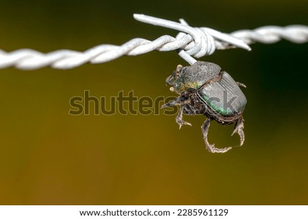 A macro photo of a Japanese beetle impaled on a barbed wire fence, the victim of the Loggerhead Shrike, Lanius ludovicianus. The Shrike impales his prey, then returns to eat it later.
 Royalty-Free Stock Photo #2285961129