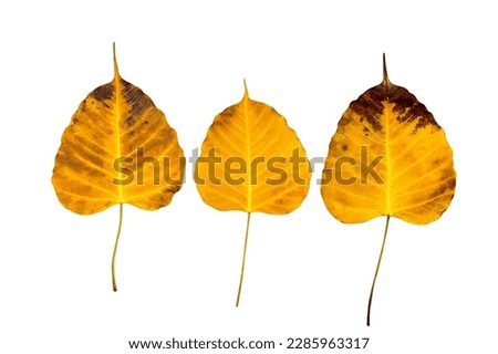 Isolated yellow Bodhi leaves with clipping paths on white background