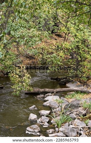 Autumn time. Stream among the park in the foliage. Yellow texture leaves nature. Beautiful autumn