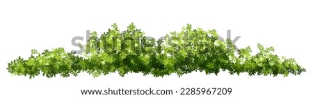 Vector watercolor of tree side view isolated on white background for landscape and architecture drawing, elements for environment and garden, painting botanical for section