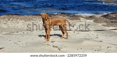 In this picture, we see a breathtaking Hungarian Vizsla in Sardinia, Italy. The dog's glossy coat shimmers in the bright sunshine, and its powerful muscles suggest a sense of energy and vitality. 
