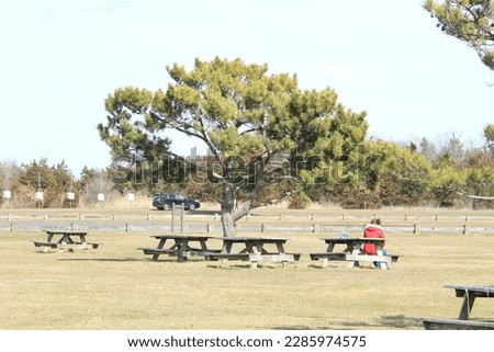 Solitary lonely tree in a park picnic bench