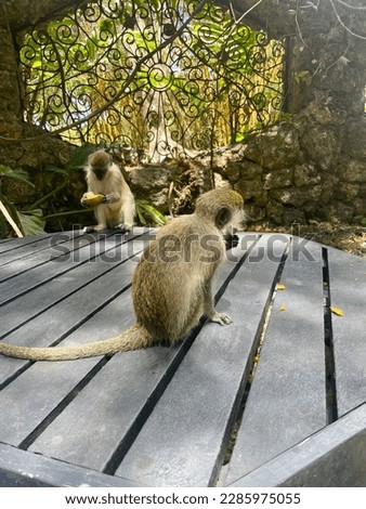 Monkeys in a forest park eating fruits