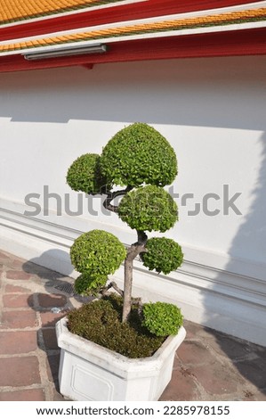 Lemon Cypress and Bonsai Tree on display