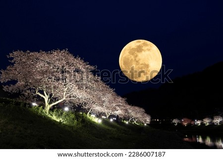 Full moon and illuminated cherry blossoms.
Japanese spring concept.