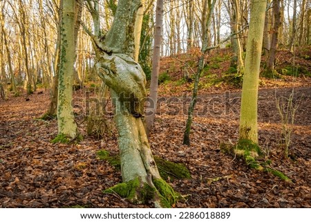 A broad leaf tree with a knot twist on its trunk in a fall woodland