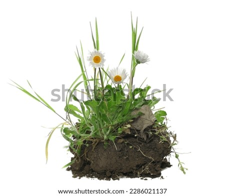 Daisy flowers in spring with green grass, dirt isolated on white background and texture, side view