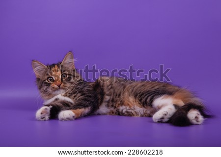  Small Siberian kitten on lilac violet background. Cat lie with.