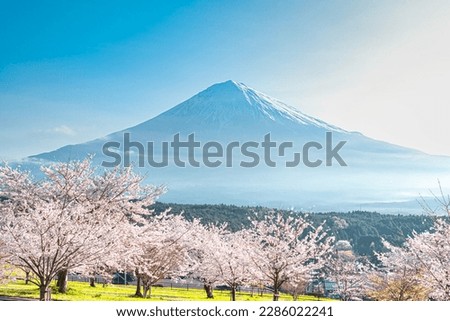 Cherry blossoms in full bloom and snow-capped Mt. Fuji are beautiful scenery that represents Japan Royalty-Free Stock Photo #2286022241