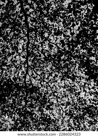 Black and White nature texture 
