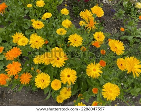 Double Calendula officinalis (Pot Marigold) flowers with Californian Poppy (Eschscholzia californica) in summer.  Hardy Annuals