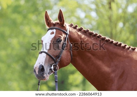 Portrait close up of a beautiful young chestnut stallion. Headshot of a purebred horse against natural background at rural ranch on horse show summertime outddors Royalty-Free Stock Photo #2286064913