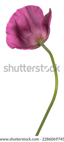 Studio Shot of Purple Colored Poppy Flower Isolated on White Background. Large Depth of Field (DOF). Macro. Close-up.