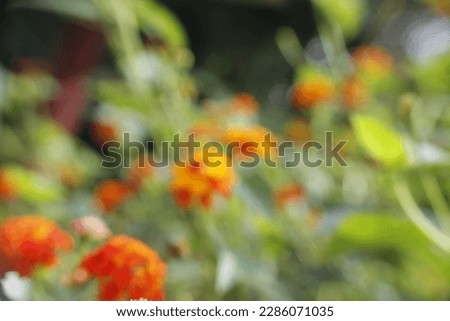 plant blur background with good color combination.