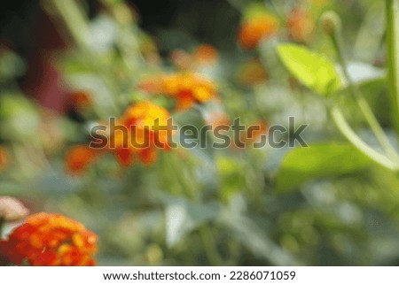plant blur background with good color combination.