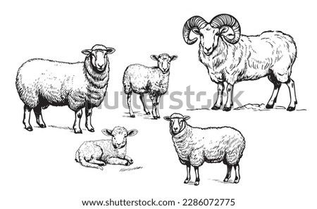 Sheep Ram Lamb family hand drawn sketch Vector illustration Farming Royalty-Free Stock Photo #2286072775