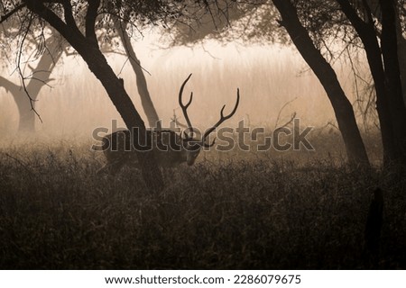 a chital deer grazing grass at sunrise