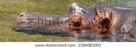 Hippopotamus, Hippopotamus amphibius, large semiaquatic mammal