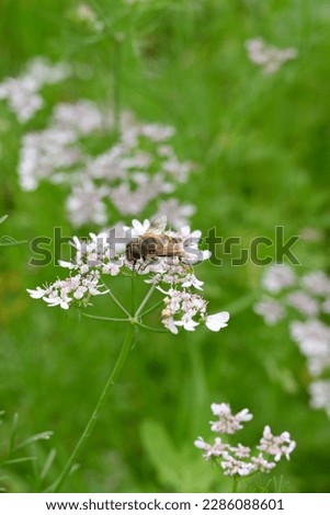 closeup the brown black honey bee hold on coriander flower with plants and leaves in the farm soft focus natural green brown background.